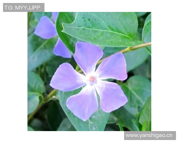 忠诚于爱情的足球明星们展现真挚感情与职业生涯的双重魅力 忠诚于爱情的足球明星们展现真挚感情与职业生涯的双重魅力